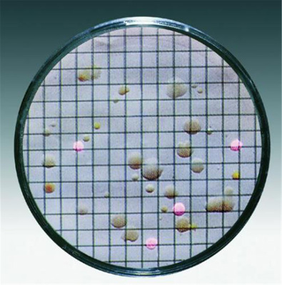 Nutrient pads, azid, grønne, 0,45 µm
