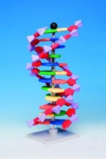 miniDNA-molekylemodelsæt, udvidet, 22 lag