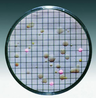 Kulturmediepude m. membranfilter, Sartorius, Endo, 0,45 µm, Ø50 mm, steril
