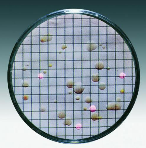 Kulturmediepude m. membranfilter, Sartorius, Sabouraud, 0,65 µm, Ø50 mm, steril